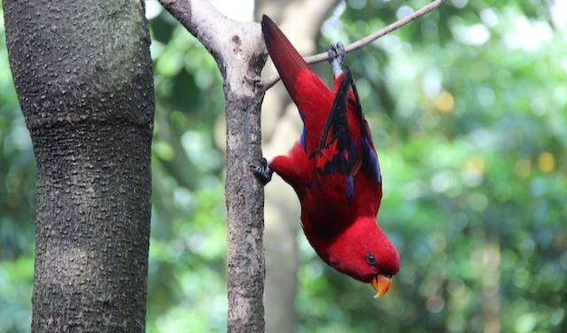 4. Eclectus Parrots