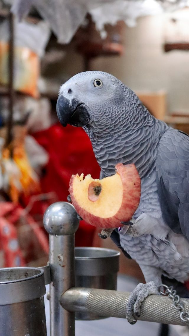 5. African Grey