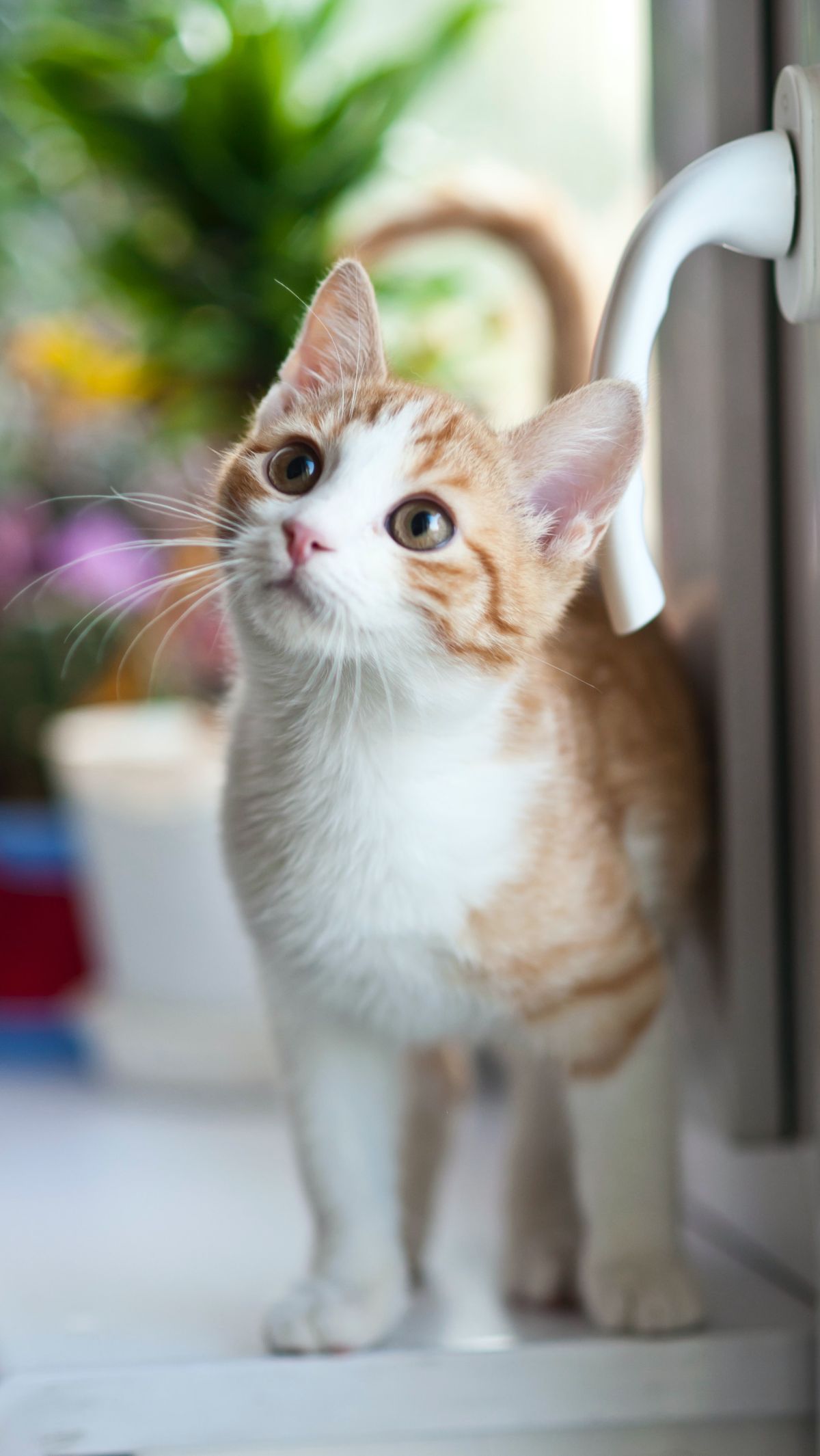 Apa manfaat melatih kucing?
