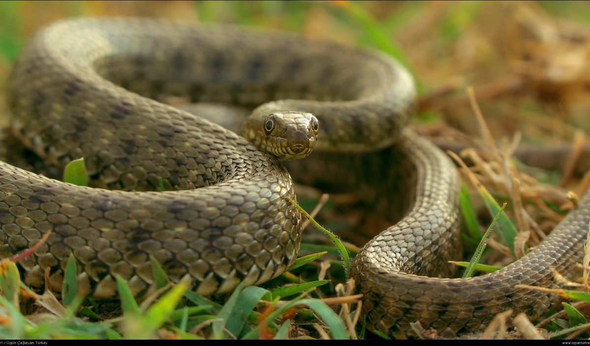 Dice Snake (Ular Dadu)