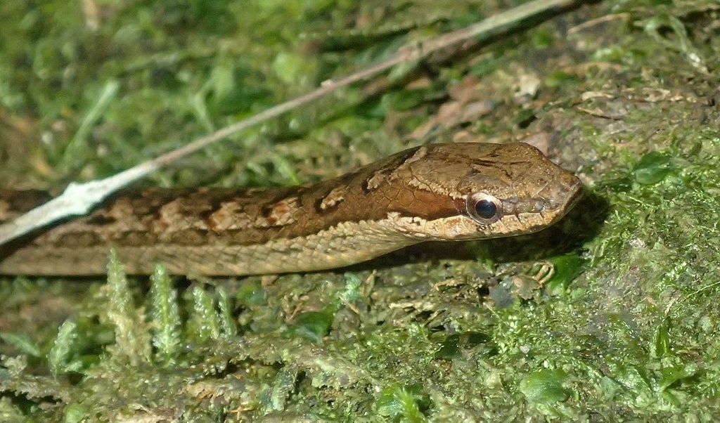 Red-Bellied Racer