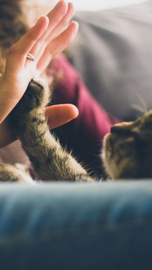 Cara Melatih Kucing Peliharaan agar Patuh