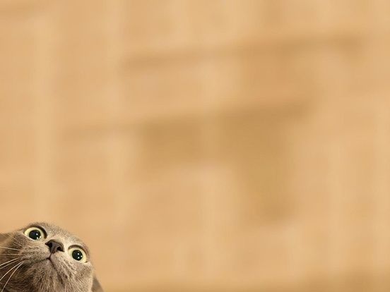 Cara Melatih Kucing Peliharaan agar Patuh