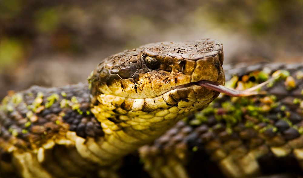 Saw-Scaled Viper