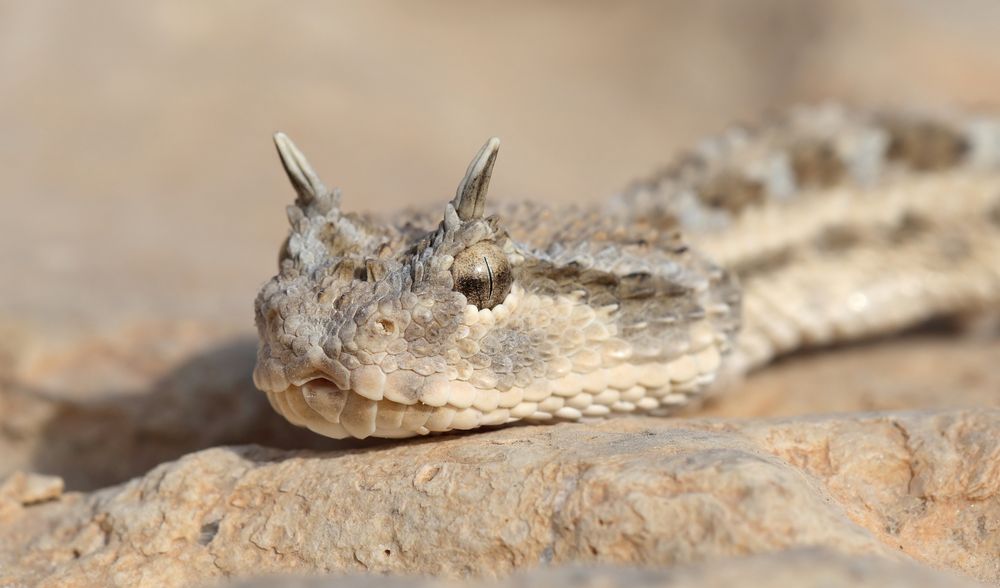 Desert Horned Viper