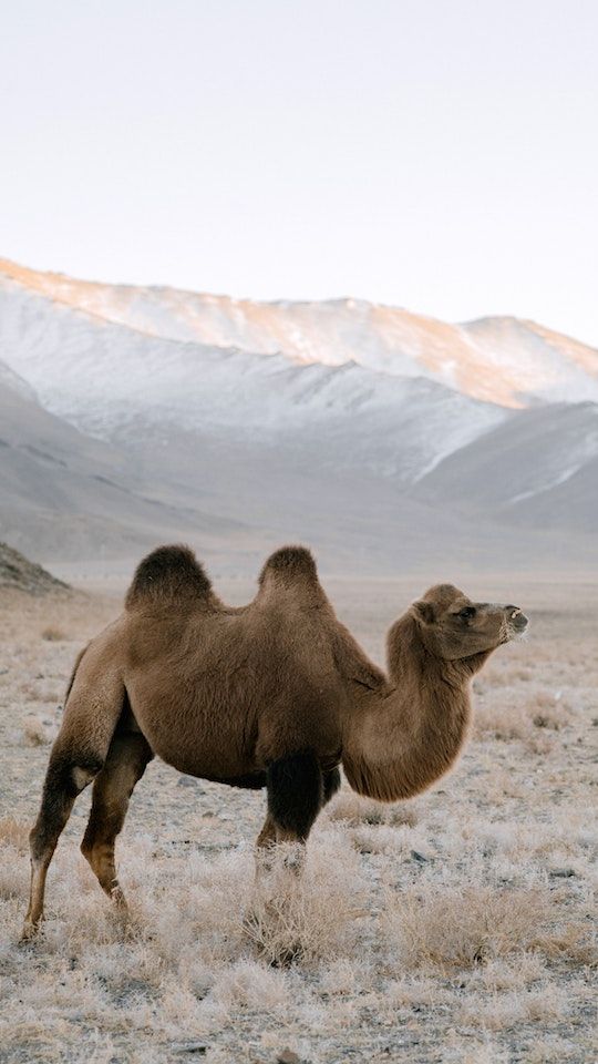 5 Fun Facts About Camel You Never Know | trstdly: trusted news in ...