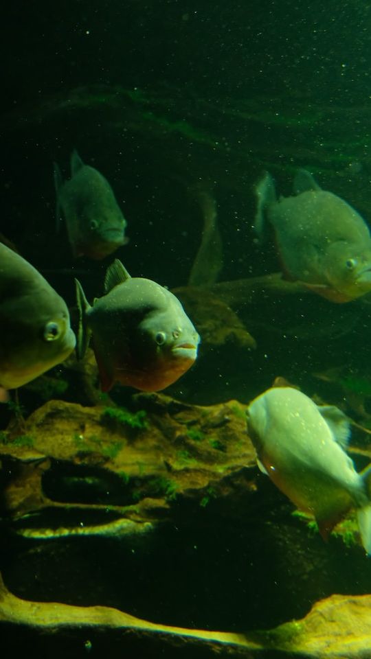 5 Fun Facts About Piranhas You That You Never Know