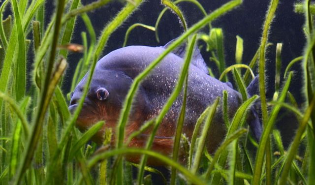 1. They Are Not Dangerous To Human