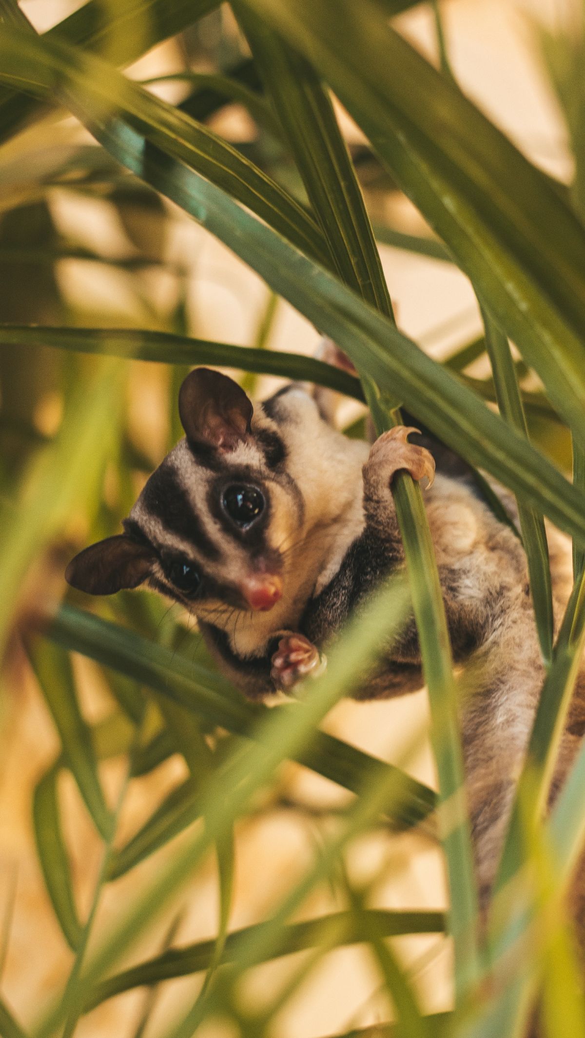 10 Unique Sugar Glider Facts You Should Know Before Having One