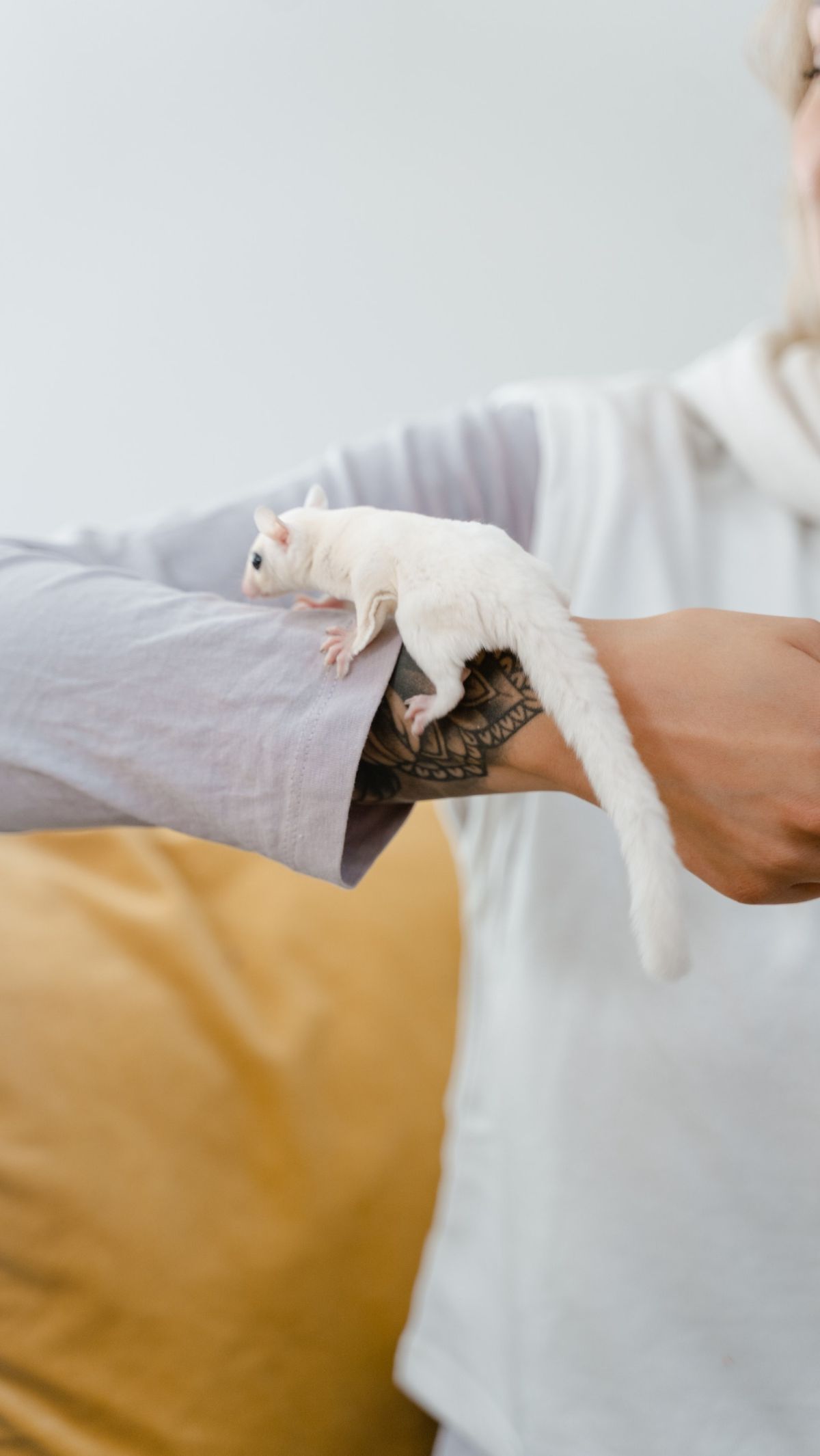 2. Flying Squirrels? Not Quite