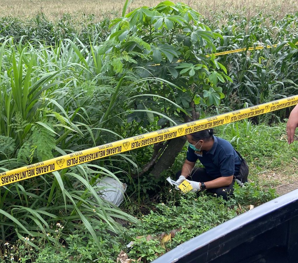 Geger Mayat Terbungkus Karung Ditemukan Di Area Persawahan Kediri