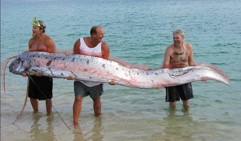 Most oarfish found near the surface or near shore do not survive.