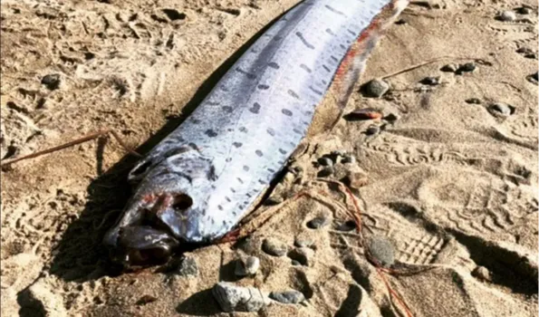 The body of the oarfish has no scales.