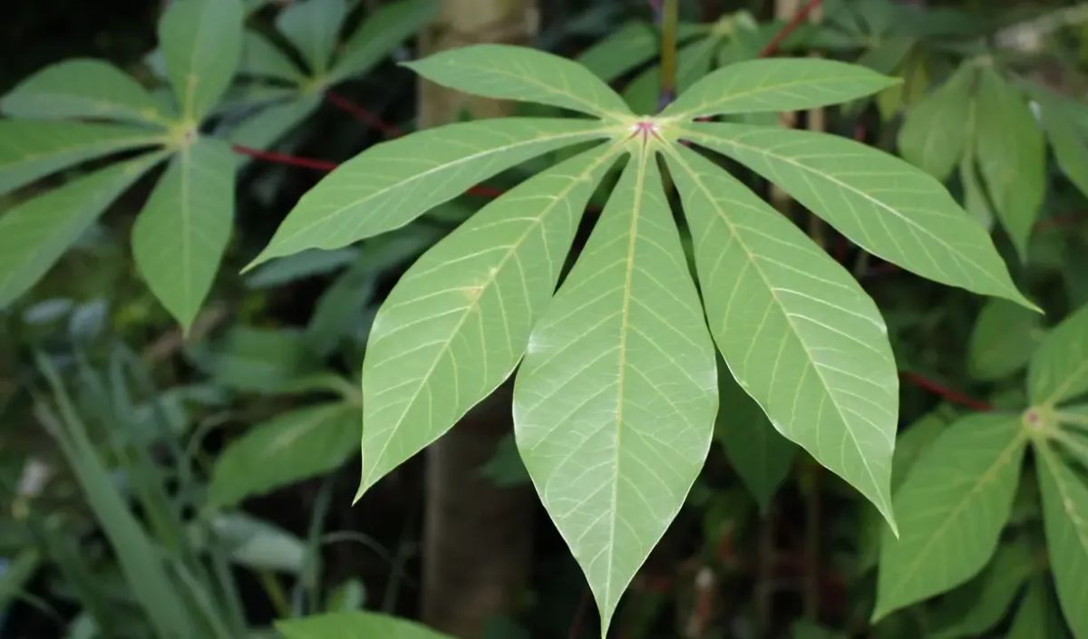 Daun singkong juga tinggi antioksidan yang bisa mencegah berbagai penyakit kronis seperti kanker dan stroke. Menarik, bukan?