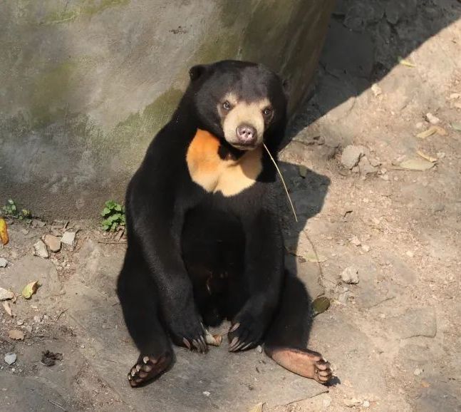 A Chinese zoo denied claims that some bears there are people in costumes. That's because photos of the animals standing upright like humans went viral on the internet.