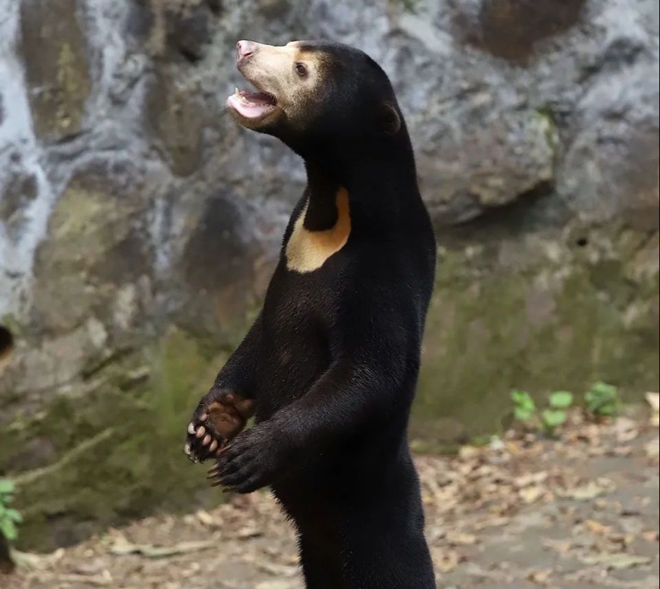 The Hangzhou Zoo in China Goes Viral After Sun Bear Look Like Human in Costume