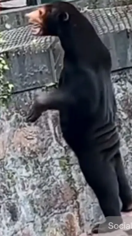 Some raised questions about how the bear could stand up so well. They are upright on slim legs. Some people say that bears' skin was drooping around their hips. It looks like a costume that doesn't fit.