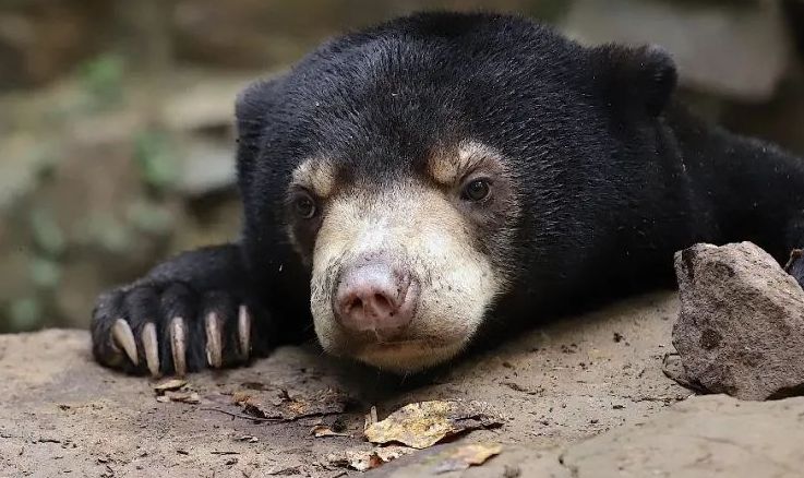 An expert from Chester Zoo, Dr. Ashleigh Marshall, confirmed that the bear in the video is real.