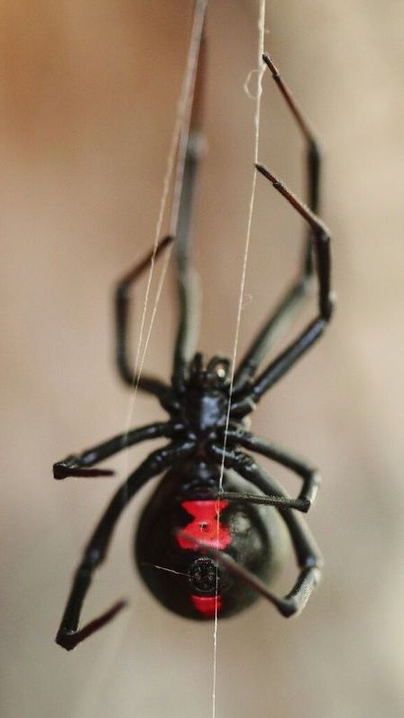 5 Unique Facts About 'Black Widow' You Should Know