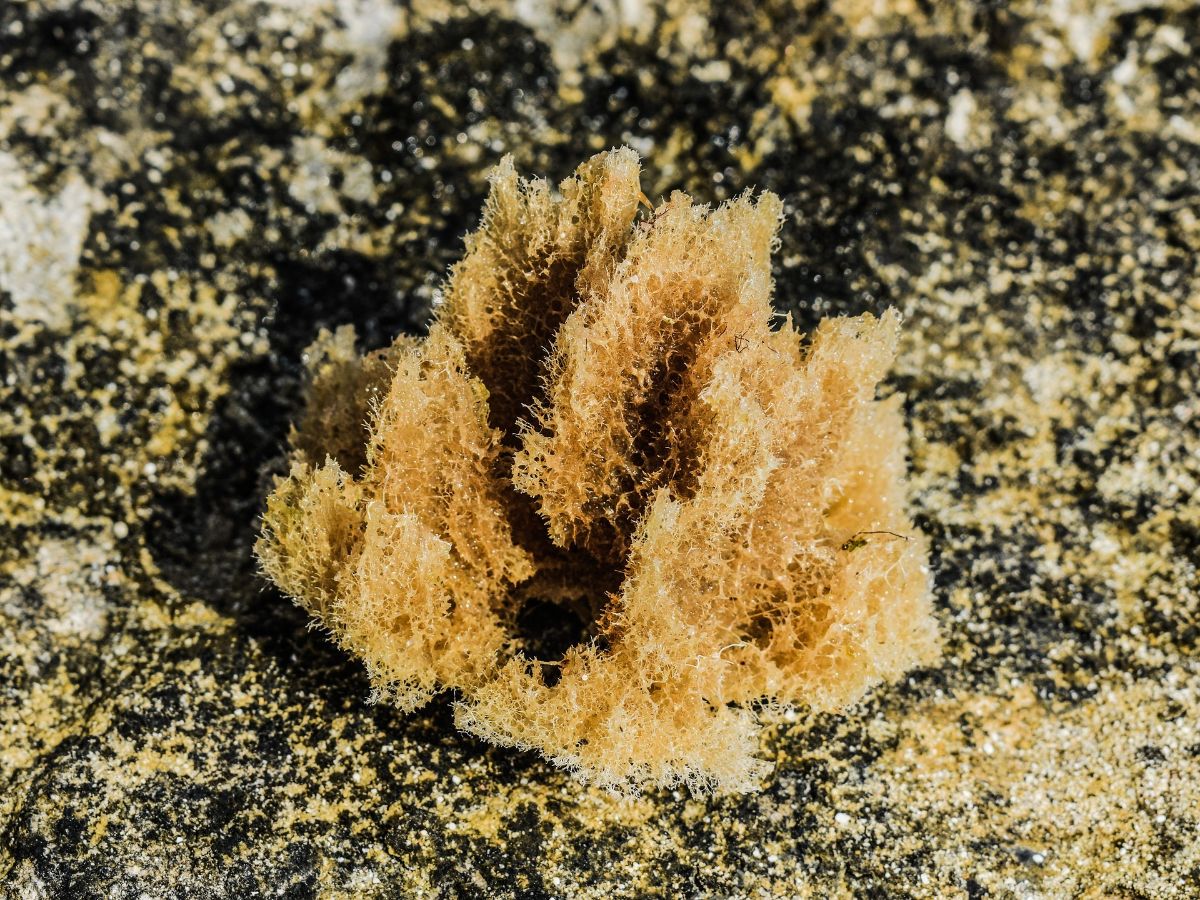 Amazing facts and secrets of sea sponges