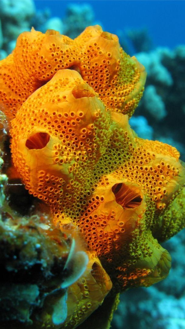Sea Sponge: Interesting Facts with Pictures - Ocean Info