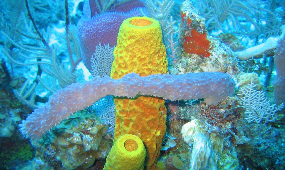 7 Unique Facts about Sea Sponges That Inspired SpongeBob SquarePants