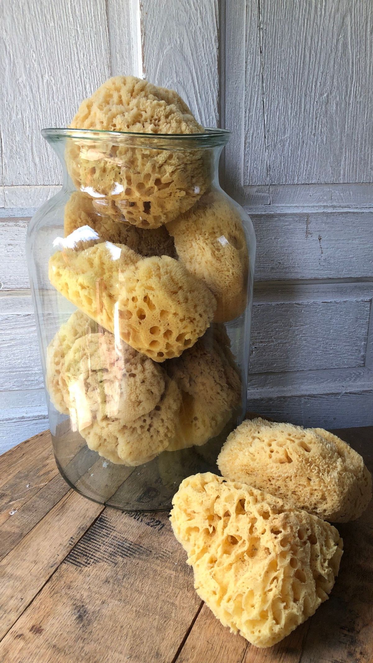 5 things you probably don't know about sea sponges