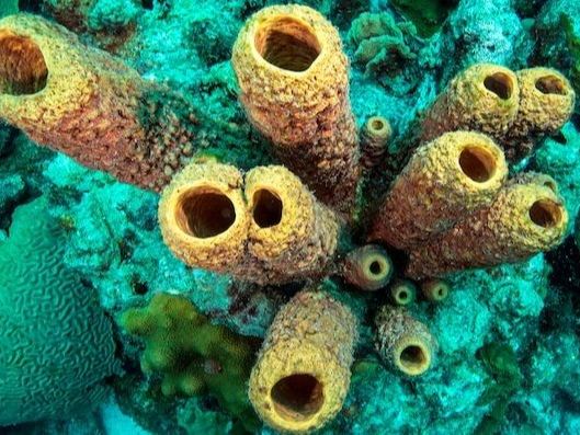 7. Masterful Water Filters of Sea Sponge
