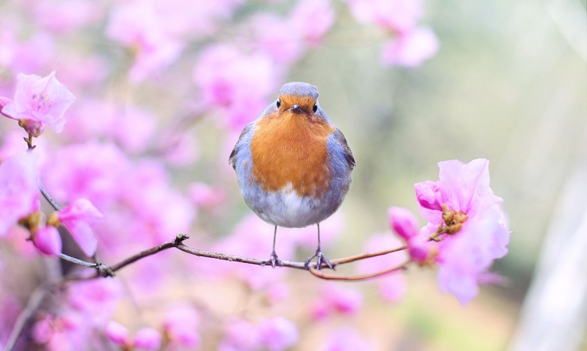 66 Spring Quotes Funny for Welcoming the Season of Renewal