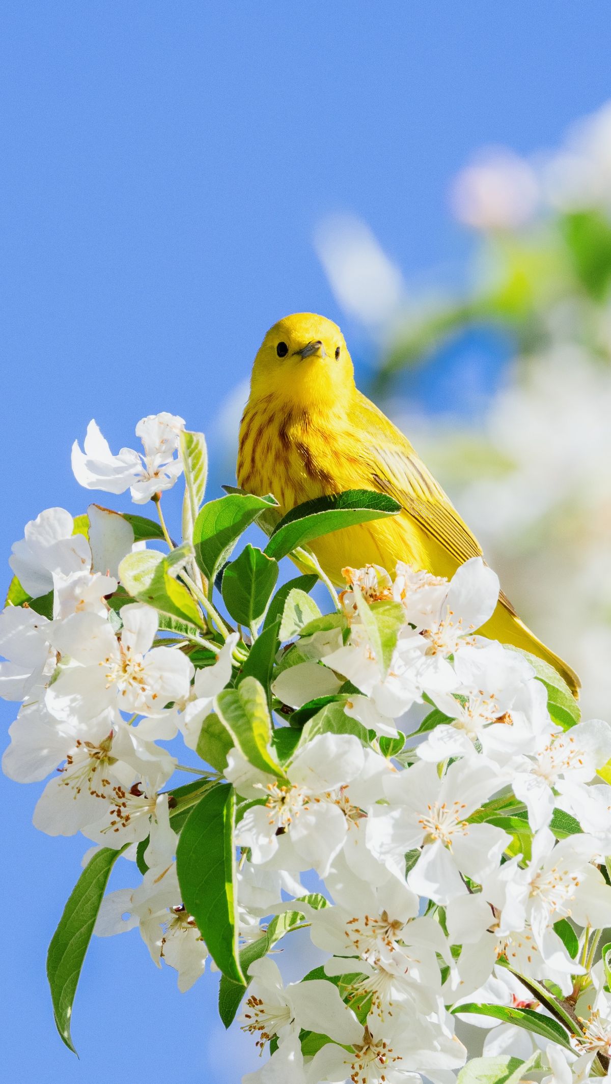 These spring quotes are formulated with the energy of humor. They have taken us through a garden of laughter, where each holds a delightful surprise. As we take our journeys of growth and transformation, let's carry the spirit of these spring quotes with us. Like spring, let's remember that life is a masterpiece woven from laughter and tears. <br /><br
/>Photo: mark-olsen-unsplash