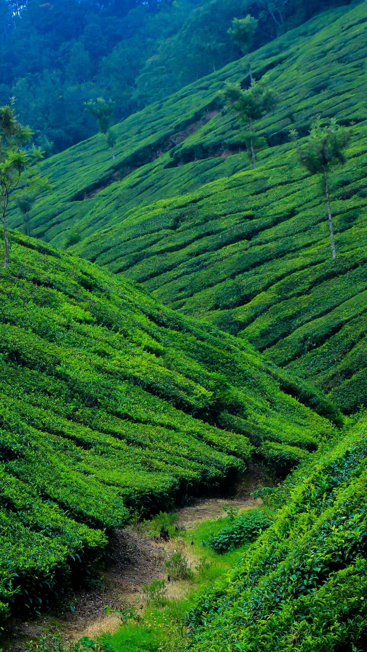 5. Munnar – South India's Tea Heaven

Munnar is a breathtaking hill position. It fills with lush tea gardens, misty mountains, and a cool climate. This site is located in the Western Ghats. Munnar is also known as South India's tea heaven. Munnar's emerald-green tea plantations create a dreamlike landscape that delights visitors.

pexels-nandhu-kumar