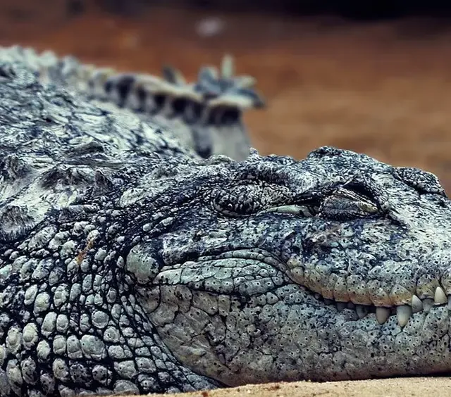 Hasil Penelitian, Buaya Ternyata Tertarik Pada Tangisan Bayi Manusia