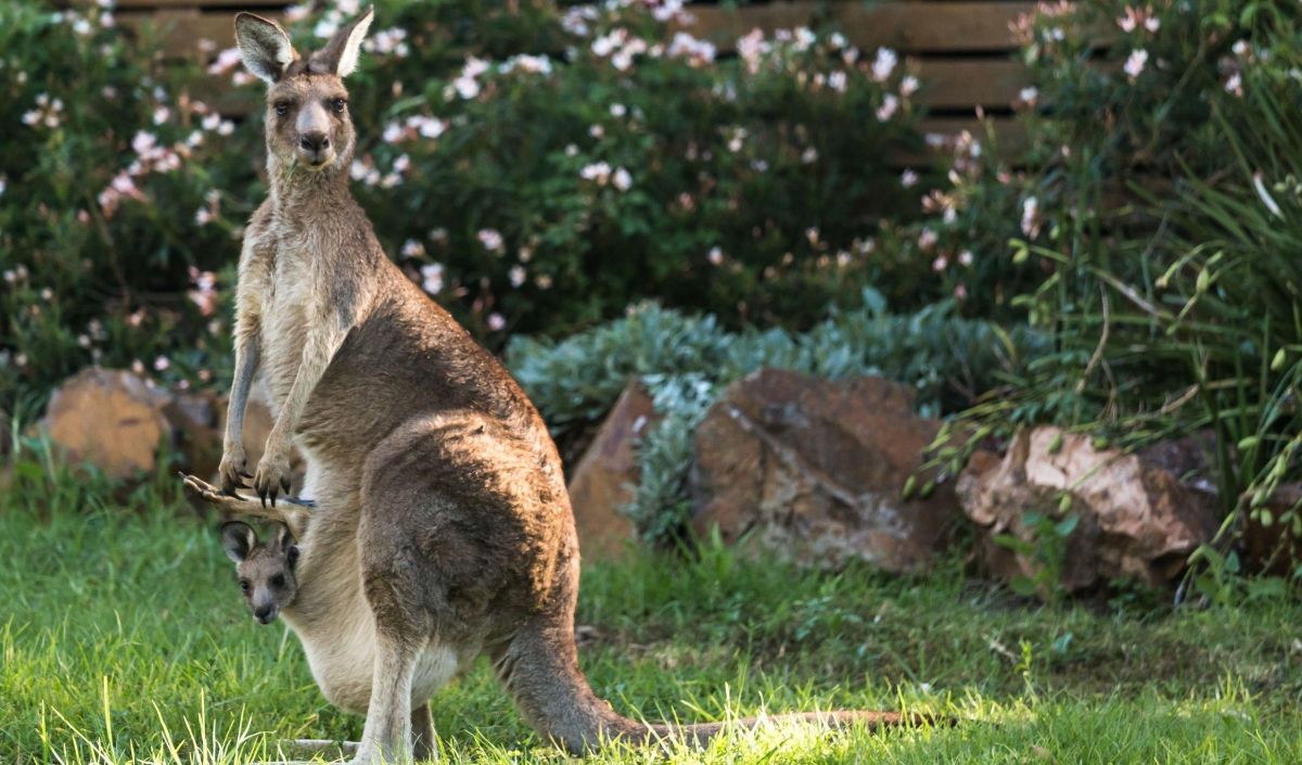 7 Hopping Facts About Kangaroos | trstdly: trusted news in simple english