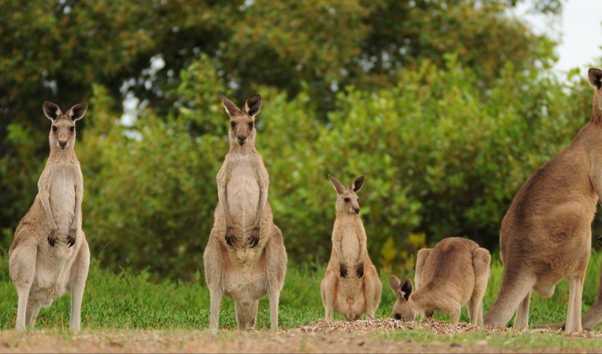 7 Hopping Facts About Kangaroos | trstdly: trusted news in simple english