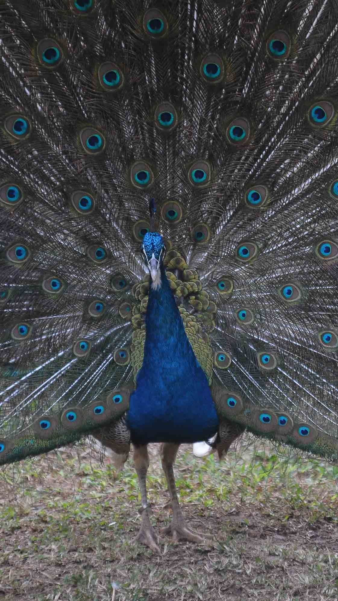 Burung Merak mengembangkan ekornya saat melengkapi koleksi dari Taman Jagat Satwa Nusantara di Taman Mini Indonesia Indah, Jakarta Rabu (15/8/2023).