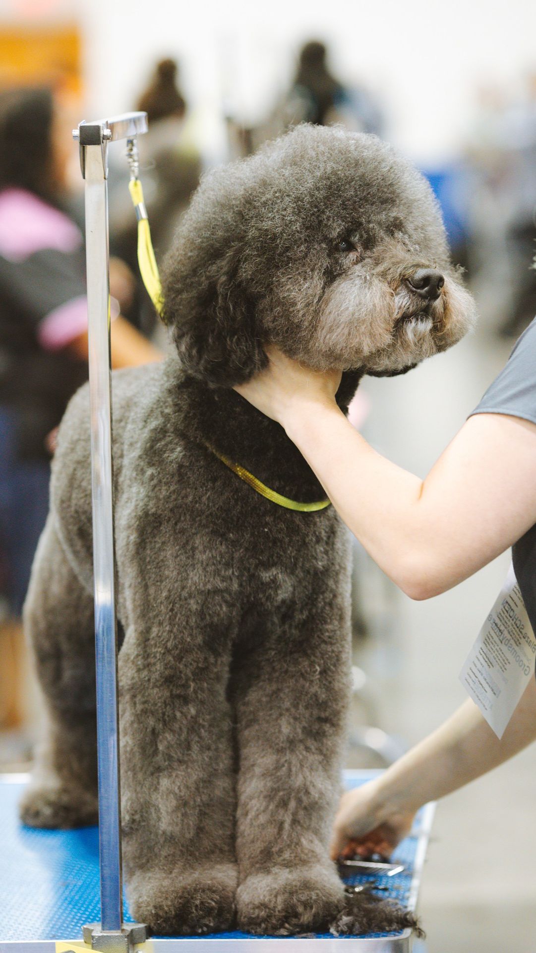 5. Poodle Haircut Uses