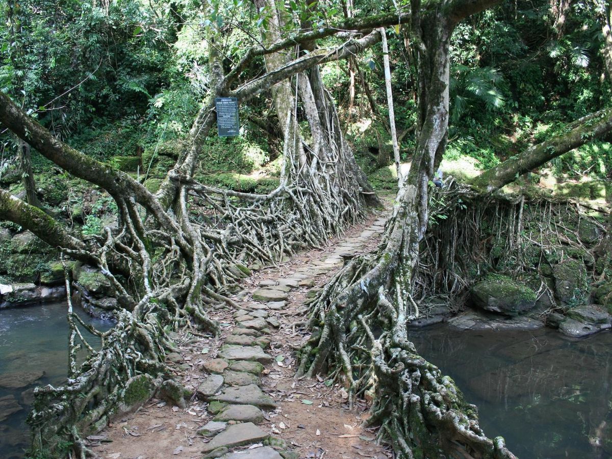 4. Living Root Bridges, Meghalaya: Nature's Creative Architecture