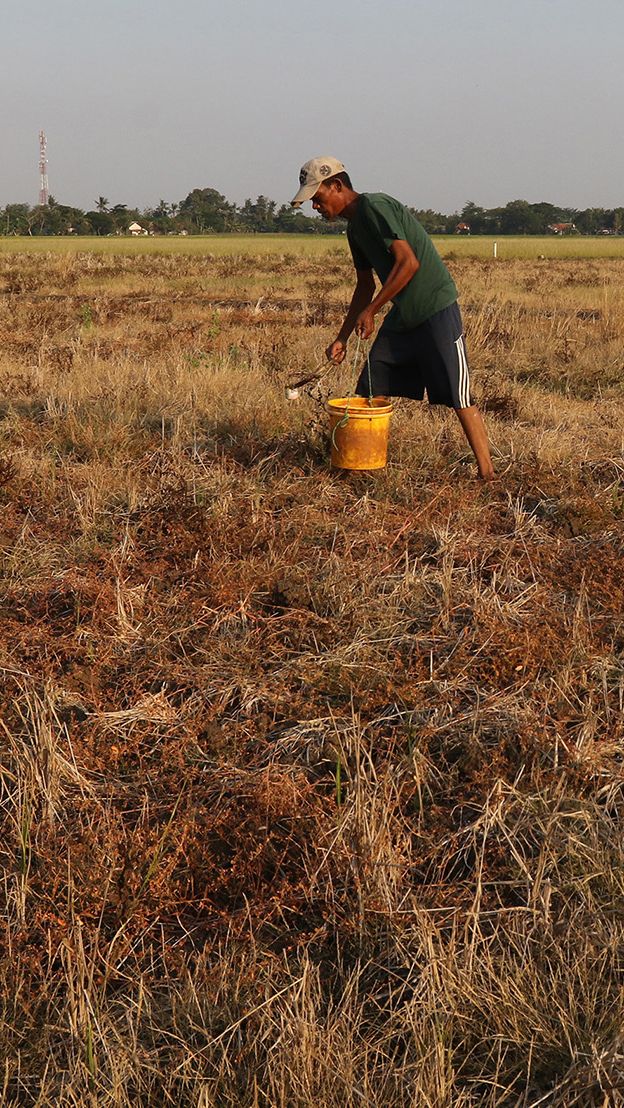 Kabar 6 Warga Papua Tewas Karena Kelaparan, Menteri Jokowi Ungkap Fakta Lain