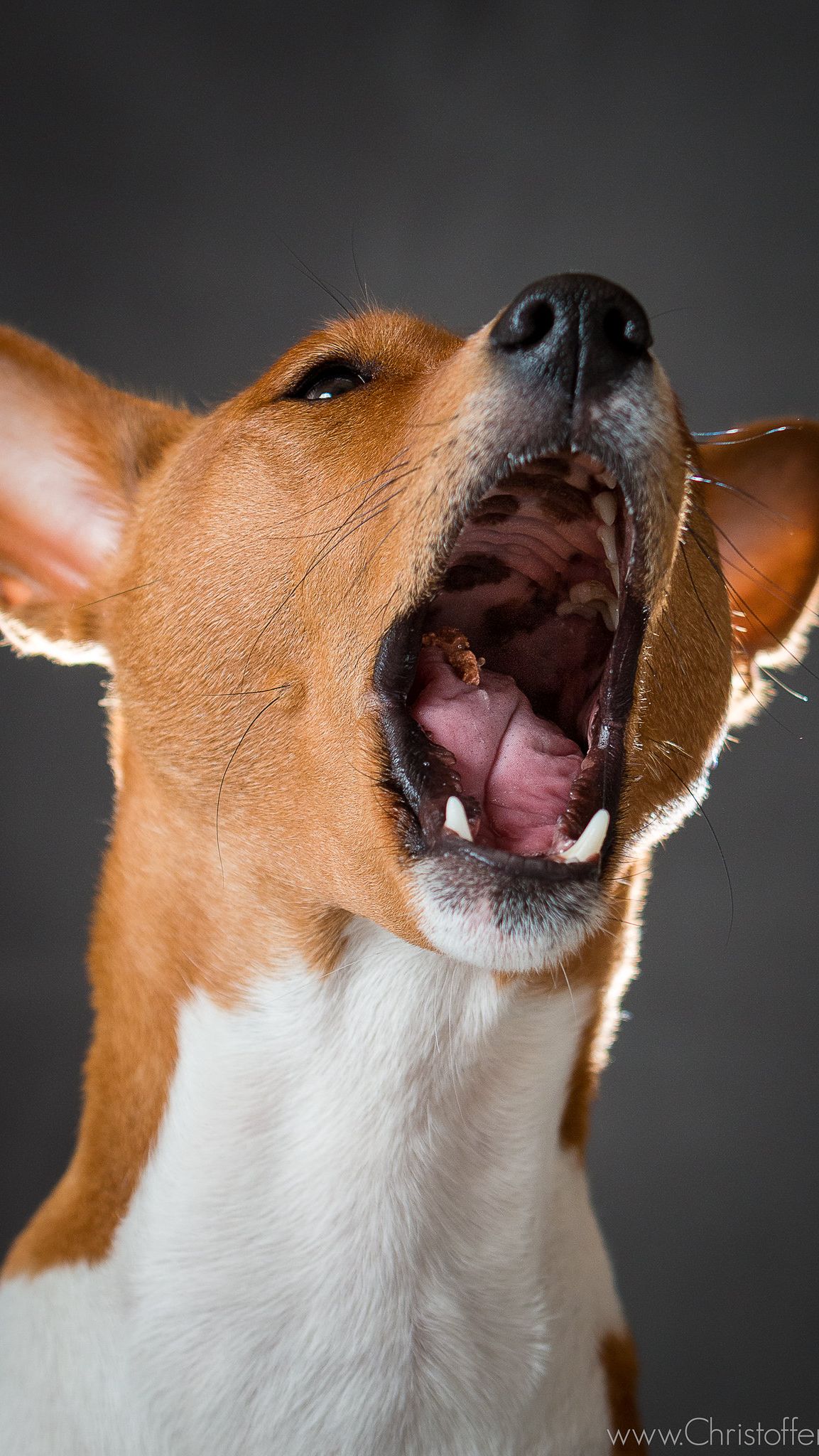 2. The Curious Case of “Barklessness”

One of the most unique traits of the Basenji is its lack of traditional barking. While they are not entirely mute. Basenji’s vocalizations differ significantly from the typical barks of other dog breeds.