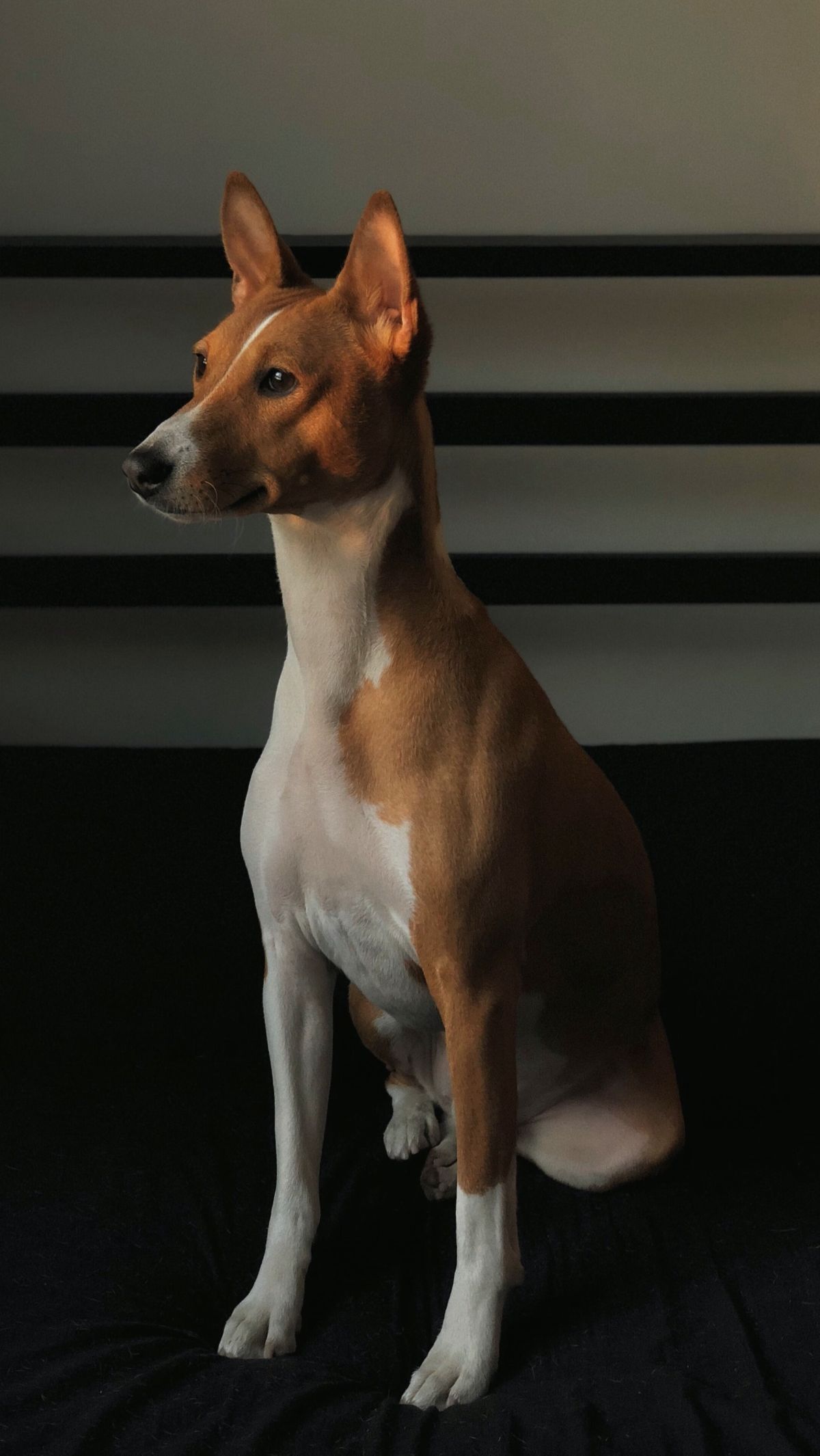Get to know the 5 Fun Facts about Basenji, the Dog That Doesn’t Bark