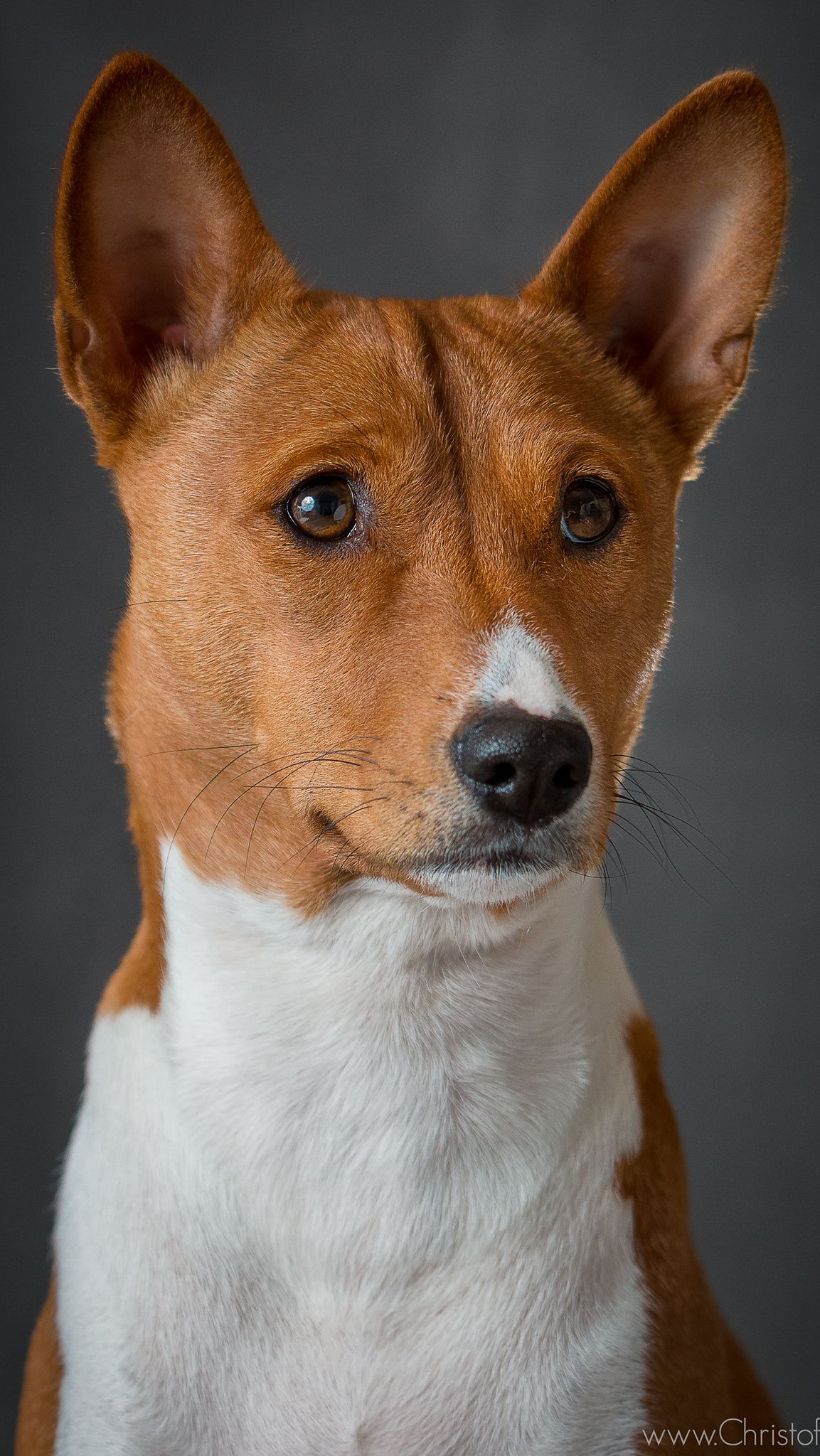 The Basenji stands as a beautiful and mysterious breed. This dog boasts a history that stretches back to old civilizations. There is also a range of Basenji traits that make it truly unique. It ranges from its unique vocalizations to its skill and grooming habits. The Basenji is proof of the various and wonderful world of dog diversity. As we explore the rich dog breeds, Basenji’s “barkless” charm reminds us of that within the world of dogs. There’s always something new and precious waiting to be discovered.
Photo: flickr_Christoffer Lund