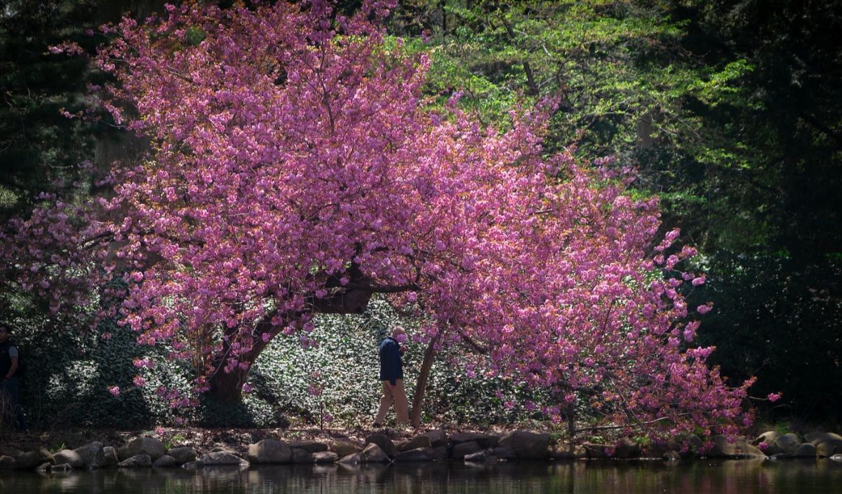 Founded in 1910, the garden is a peaceful oasis in the middle of the hustle and bustle of New York City. This beautiful garden offers visitors the opportunity to connect with nature, learn about plant life, and enjoy a variety of educational and recreational activities.