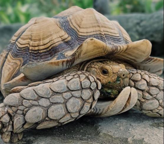 Mengunjungi Jogja Exotarium, Kebun Binatang Mini dengan Berbagai Wahana Menarik