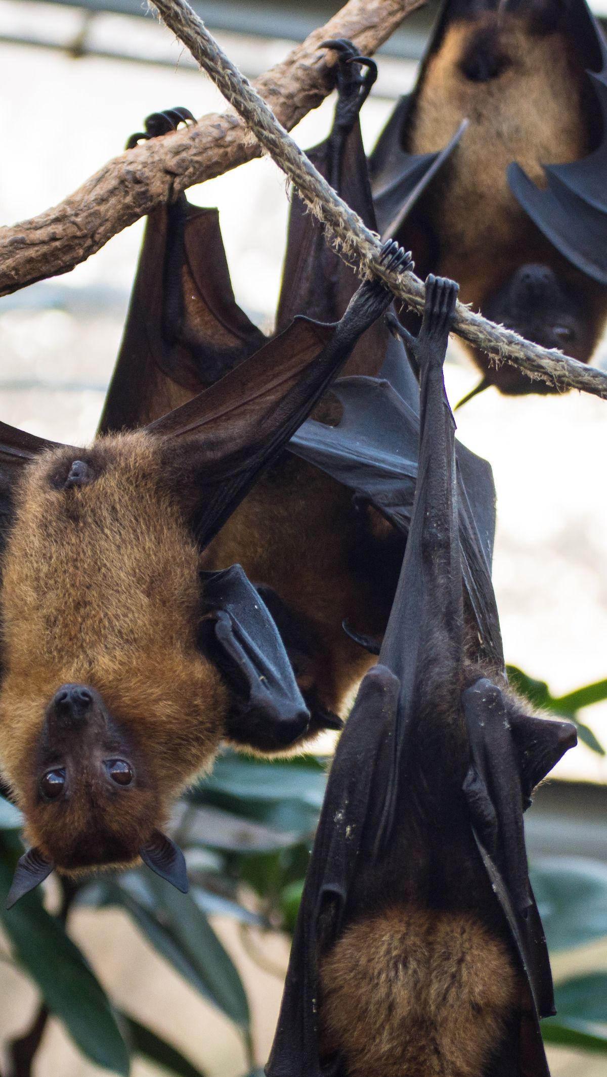1. Vampire Bat: The Classic Blood-Seeker<div><br></div><div> Among the most famous blood-consuming animals, the vampire bat stands out. These animals, indeed, feed on blood, usually from livestock. With their hidden strategy and blood-slurping behavior. Vampire bats have firmed their status as icons of vampire-like in the animal kingdom.<div><br></div><div>Photo: unsplash/Johannes Giez</div></div>