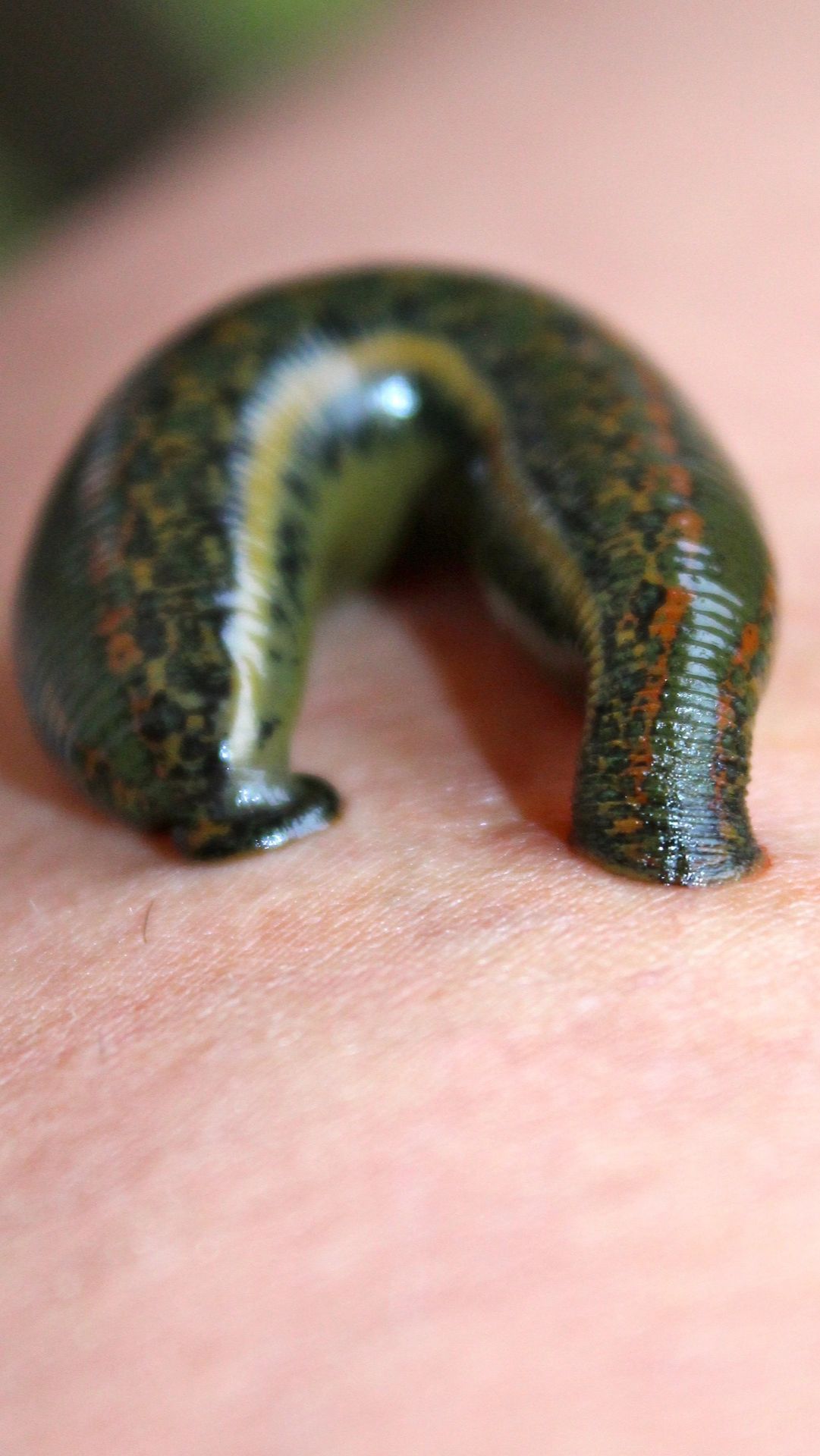 4. Leeches: Quiet Bloodsuckers of the Aquatic Realms<div><br></div><div> Leeches are infamous for their blood-sucking ways. These aquatic animals attach themselves to their hosts and feed on their blood. Leeches often leave a mark similar to vampire bites—leeches' secret and hidden strategy is the same as the mysterious nature of vampires.<div><br></div><div>Photo: flickr/EllWi</div></div>