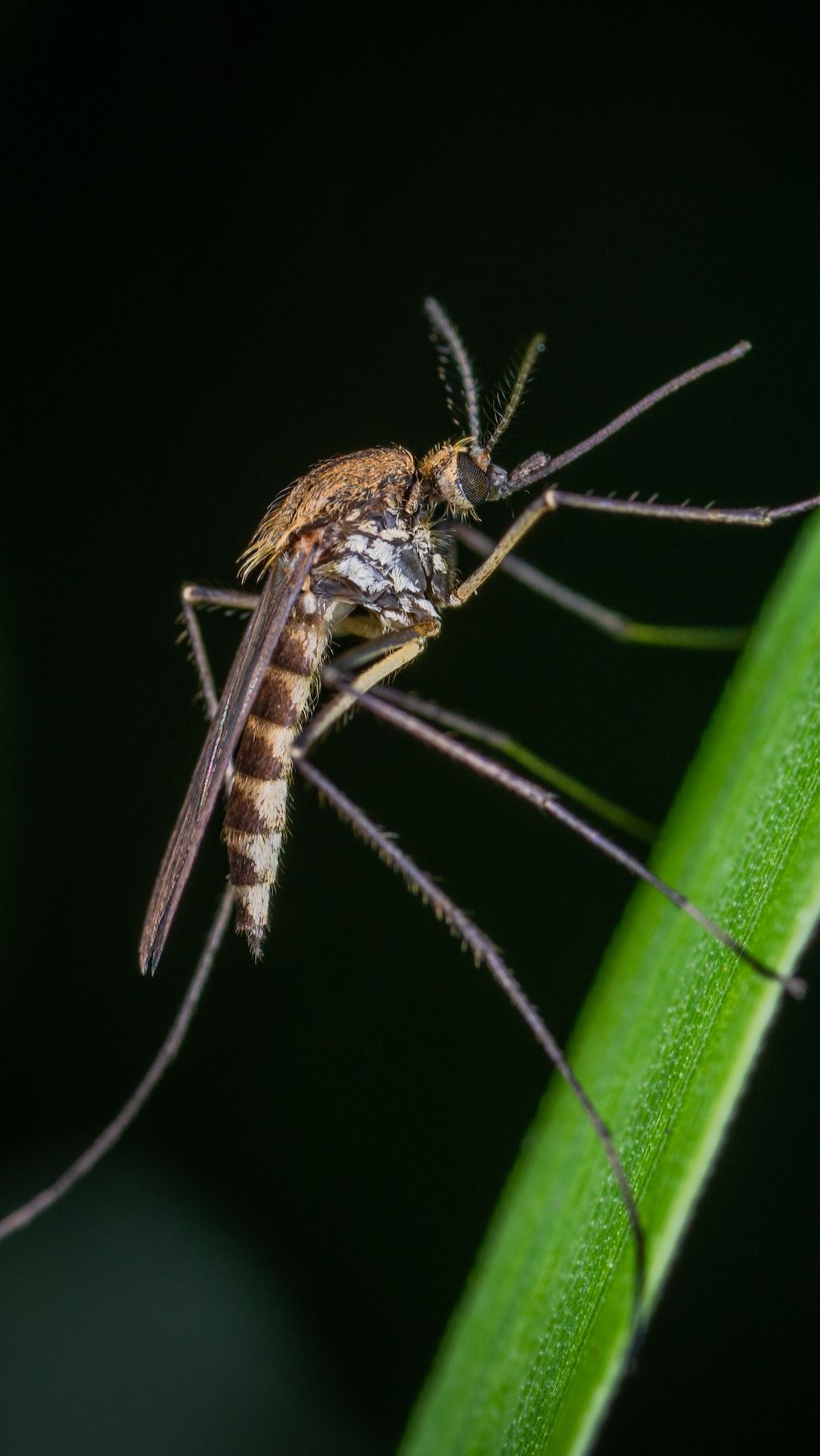 6. Mosquitoes: Hidden Animals of Life's Essence <div><br></div><div>Mosquitoes may not drink blood in the same manner as vampire lore. But they are known for their power to secretly suck the blood of humans and animals secretly. Their sharp mouth (proboscis) and the way they leave behind an itchy. The swelling bite has earned them a reputation that echoes the markers of vampires.</div><div><br></div><div>Photo: pexels-egor-kamelev</div>