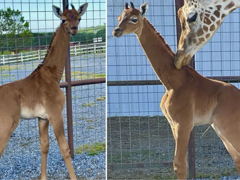 The giraffe was described by Bright's Zoo Director, David Bright, as a very rare animal. <br>