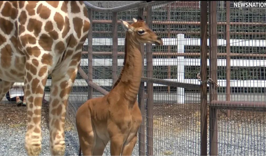 The baby giraffe's name has yet to be chosen from a list proposed by users on the zoo's Facebook page.