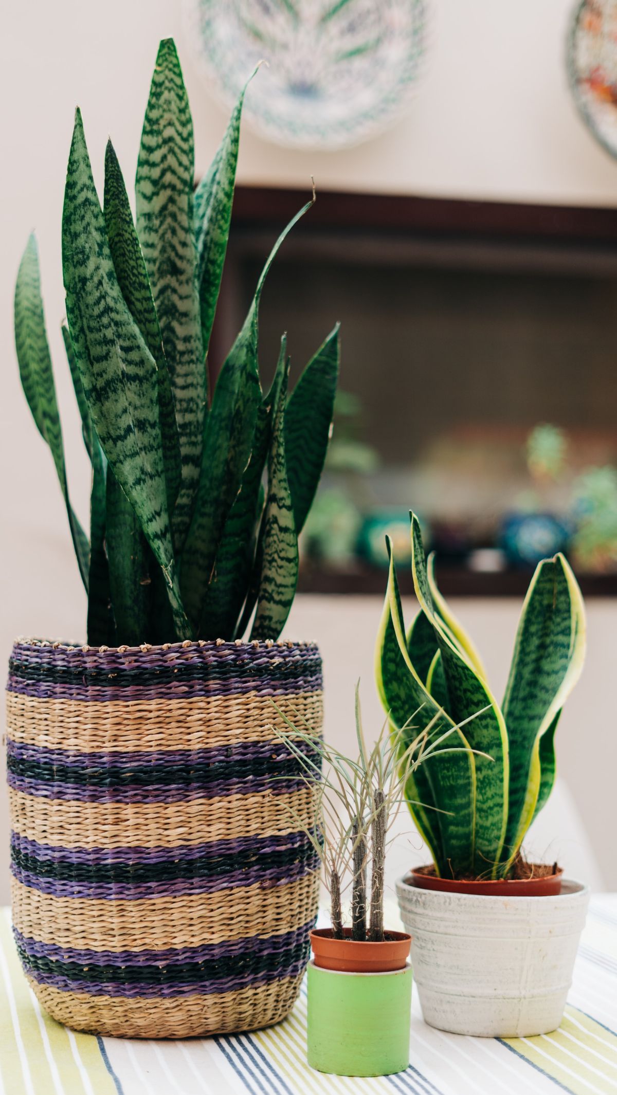 1. Snake Plant (Sansevieria trifasciata)<div><br></div><div>Snake Plant has been nicknamed the 'mother-in-law's tongue.' The Snake Plant is a powerhouse for improving indoor air quality.</div><div><br></div><div>Photo: gabriella-clare-marino-unsplash</div>
