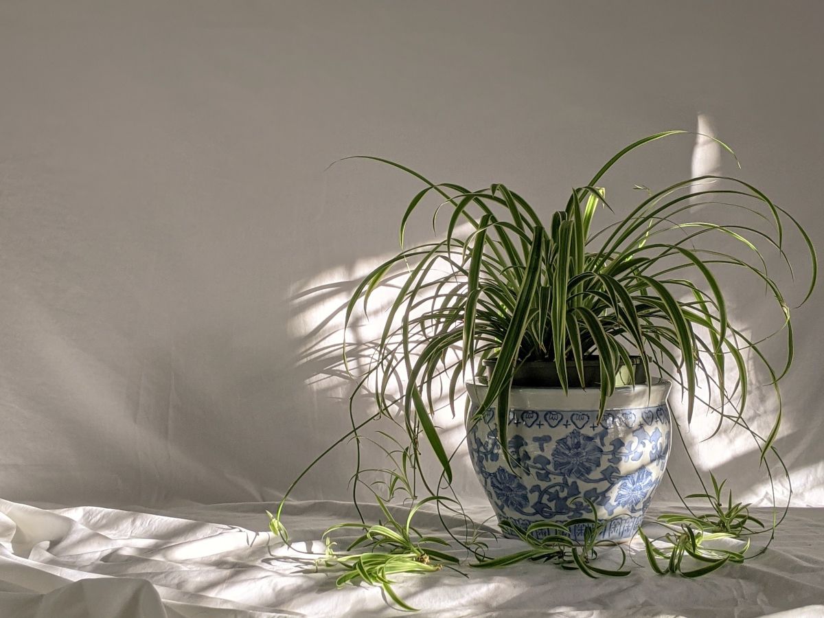 3. Spider Plant (Chlorophytum comosum)